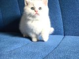 A Kalite Ayı Surat Koca Kafa British Shorthair Süt Beyaz Yavru Kedi Fiyat Sahiplenme Sahiplendirme Agrı