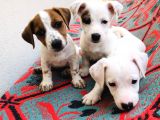 Muhteşem yüz yapısı Jack Russell Terrier yavru fiyat sahiplenme / sahiplendirme