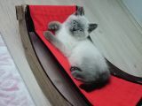 Sağlık Garantili British Shorthair Blue Point Yavru Kedi Fiyat Sahiplenme Sahiplendirme Amasya