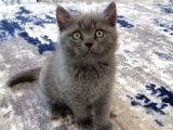 A Kalite Safkan British Shorthair Gri Yavru Kedi Fiyat Sahiplenme Sahiplendirme Amasya