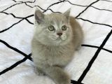 Şecereli British Shorthair Lilac Yavru Kedi Fiyat Sahiplenme Sahiplendirme Amasya