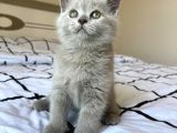 Irk ve sağlık garantili British Shorthair Lilac Yavru Kedi Fiyat Sahiplenme Sahiplendirme Amasya