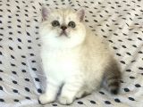 Irk garantili British Shorthair Lynx Point Yavru Kedi Fiyat Sahiplenme Sahiplendirme Amasya