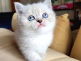 Oyun delisi British Shorthair Lynx Point Yavru Kedi Fiyat Sahiplenme Sahiplendirme Amasya