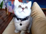 Irk ve Sağlık Garantili British Shorthair Silver Yavru Kedi Fiyat Sahiplenme Sahiplendirme Amasya