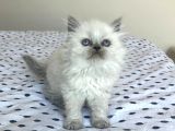 Zarafetin adresi British Longhair Blue Point Yavru Kedi Ardağan