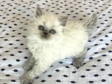 Oyun delisi British Longhair Blue Point Yavru Kedi Ardağan