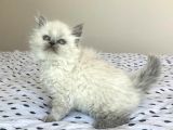 Mutluluk verici British Longhair Blue Point Yavru Kedi Ardağan