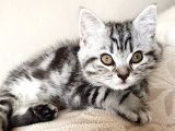 Safkan American Shorthair sevimli yavru