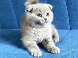 Lilac Scottish Fold yavrumuzu sahiplendiriyoruz