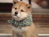 Show kalite shiba inu isteyene