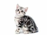 Şecereli çok oyuncu American Shorthair yavrumuz hazırdır