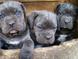 Üst kalitede blue Cane Corso Yavrular