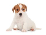 Safkan maskeli Jack Russell Terrier yavru