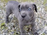 Mavi gözlü Blue cane corso yavru