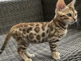 Küçük leopar bengal yavrumuz