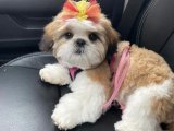 Dünya tatlısı shih tzu (şitsu) yavrumuz 