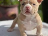 Safkan American bully yavrumuz