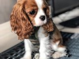 Güzeller güzeli Cavalier King Charles yavrumuz