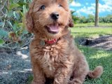 Safkan şecereli Goldendoodle yavru 