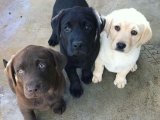 Renk renk Labrador retriever yavrularımız