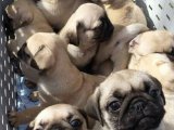 Birbirinden güzel Pug bebişlerimiz hazır