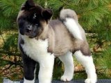 Tosbik yavrusu American Akita hazır