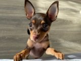 Teacup Minyatür Pinscher yavrumuz