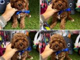 Ailenizin Yeni Ferdi Toy Poodle