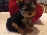 0 numara orjinal yorkshire terrier yavrular