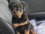 Safkan rottweiler yavru hazır