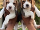 Beagle dişi erkek yavrular