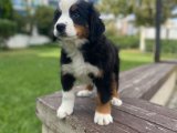 Bernese Dağ Köpeği