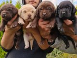 Labrador retriever yavrularımız