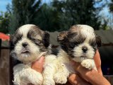 Shih tzu yavrularımız