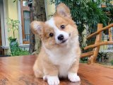 Safkan corgi yavru arayanlara