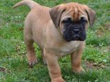 Güzeller güzeli Fransız mastiff yavru 