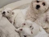 2 aylık maltese terrier minnaklar
