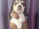 Sevimli Irk Garantili Beagle Yavrular