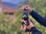 Anatomi Harikası Doberman Yavruları