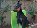 110 günlük dişi Doberman