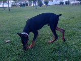 5 aylık king doberman