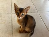 Abyssinian Erkek Yavru