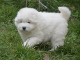 KIF / FCI Şecereli Samoyed Yavrular