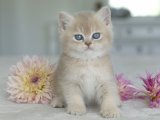 Eğitimi tam British shorthair lilac golden yavru kedi sahiplenme