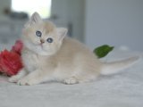 Çocuklara alışık British shorthair lilac golden yavru kedi sahiplenme