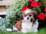 Compact güzellikte shih tzu yavru köpek