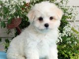 Teacup Maltese Terrier yavru köpek sahiplenme