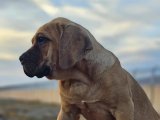 100 günlük Cane Corso Fawn