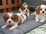 Cavalier King Charles yavrular ırk sağlık garantili